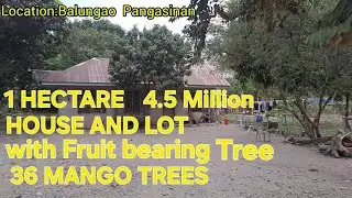#vlog #453 HOUSE AND LOT WITH FARMLOT  AND FRUIT BEARING TREES, MANGO, KALAMANSI, ETC in PANGASINAN