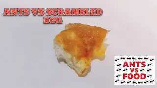 ANTS VS SCRAMBLED EGGS (Time-lapse video) #ants #antsvsfood #eggs #scrambledeggs #food #timelapse