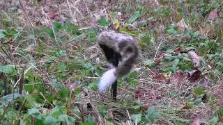 Lil' Critter Decoy