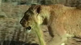 Lioness - Archive Stock Footage