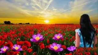 Beauty of Nature with top Quotes of all time / Relaxing music #beautifulnature