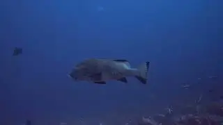 Giant Sweetlips