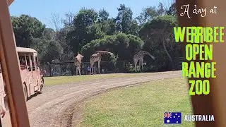 A day well spent at Werribee Open Range Zoo | Safari tour at Werribee Zoo Melbourne, Australia