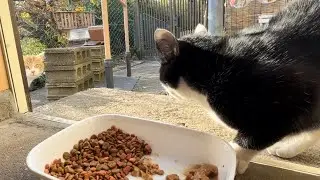 2026.01.19 野良子猫三兄弟のうろうろタイム～みーちゃんが嫌いなぷぷちゃん～(字幕なし)
