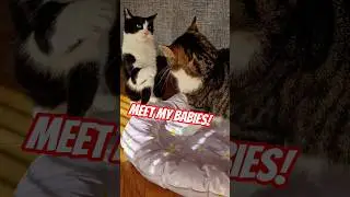 My cats are sisters and the most amazing little babies you could ever ask for! #cat #cats #kitten