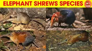 🦡 Meet the Elephant Shrew Species Names in English for Kids! #kidslearning #animals #elephantshrew