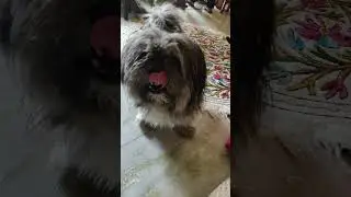 Dog wants treat