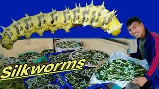 Have You Ever Seen Silkworm🐛 Farming Like This? | Village Life