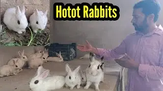 World Most Beautiful Cute Rabbits 🐇 - Hotot Cute Rabbit in the World || 3mbvlogs
