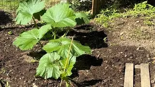 EP 11 Giant pumpkin season 2025! Hoop house removed time to bury some vines! #gardening