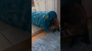 Самый милый и счастливый борцовский поединок
