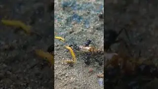 Ants vs. Flying Termites