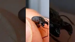 My Ants Executed Their Soldier!!