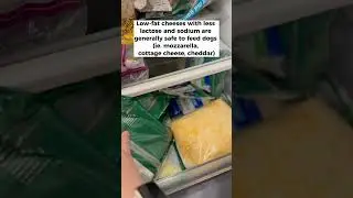 Is cheese 🧀 good for dogs?? 🐶