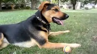 German Shepherd Lab Mix Loves Playing Fetch