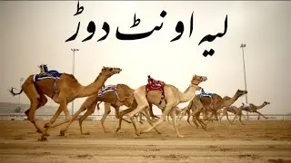 Camel Race ||Camel race layyah |new camel race video 2021|camel dangal ||oont race |layyah oont race