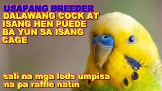 ISANG HEN AT 2 COCK SA ISANG CAGE PUEDE BA?