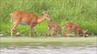 Mother Doe, Baby Fawns and a Blue Heron