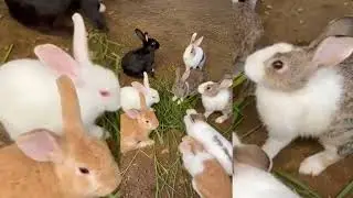 Cute rabbit😘😘 baby is eating green grass #mycuterabbit #cuteanimal #bunny #cutepet #pets #viralvideo