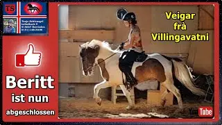 Veigar, Islandpferd, T&ouml;lt, Freizeit, Geschicklichkeit, Isi, Wallach, Verkaufspferd, Tanja Schienagel