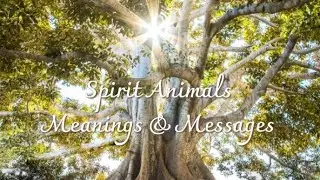 Spirit Animals Meanings & Messages - Wasp