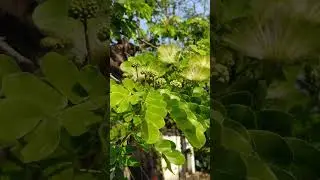 Albizia lebbeck (Fabaceae family)#forest#nature #trending #forests #flowers  #garden #gardening