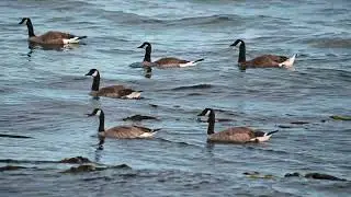 Larus glaucescens &times; occidentalis, Branta canadensis, Tetramorium immigrans, Camponotus laevissimus