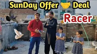 SunDay Deal Offer 😍 Racer pigeons #birdsvlog #moonaviary #pigeon