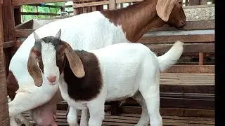 beli kambing boer jantan F5 dan betina  F4 galur jelas 085727886055