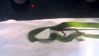 red tail racer