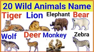 Animals Name White Animals Pet Animals Name Domestic Animals Pet Animals Name White