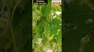 Bitterguard |కాకరకాయ #viralshort #trendingupdates #latestupdates #bittergourd #gardeningideas #viral