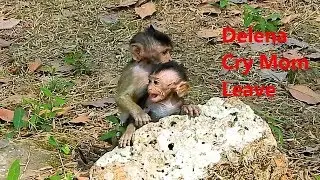 SORRY BABY !! Delena super Cry Loudly call DD Stop, Why DD leave Baby Dlena like this?
