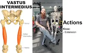 THE VASTUS INTERMEDIUS MUSCLE: Skeletal Anatomy, Muscular Anatomy, Nerve Innervations & Exercises!!!