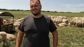 STÂNA ȘI OILE BREZE LUI ROMAN VLAD .DIN BERGHIA.MURES.CELE MAI FRUMOASE OI BREZE .BRAVO
