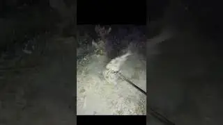 NIGHT DIVE /DANGGIT PABORITONG ULAM #nightdive #fishing #divng #fish
