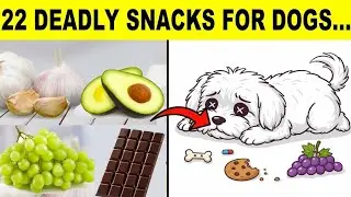 22 Common Foods That Will Kill Your Dog