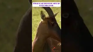 Kisah Pilu Hartebeest Merah Di Alam Liar #animalshorts #animal #hewanbesar #animal #hewan #flaminggo