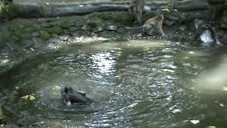 Monkey Forest Ubud