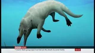 New species of ancient four-legged whale discovered in Egypt - BBC News - 27th August 2021