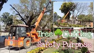 Tree 🌳 Cutting for Safety purpose|| Hydra crane ||