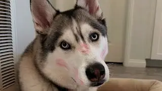 Adopting a Husky: The Joy, The Chaos, and The Temperament