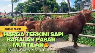 🔥HARGA TERKINI SAPI BAKALAN PASAR MUNTILAN🔥‼️‼️