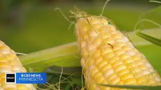 Canadian wildfire smoke, drought conditions challenging sweet corn farmers