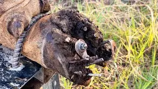 117!! The Step-by-Step Journey of Helping a Cow Walk Without Pain Again. 