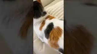 🐶SleekEZ Deshedding Brush for Cats & Dogs!🐱🐶✨#CuteCat #FunnyCats#Cats