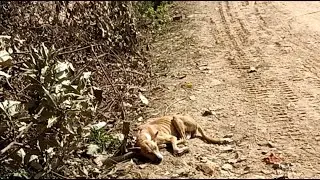 village forest tiger 🐯🐯 attack dog 🐶🐶