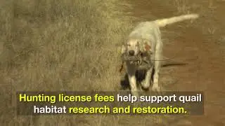 Quail Research Hunt  - Texas Parks and Wildlife