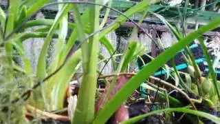 Oncidium dancing lady (Taka) Flowering in a Weird Way