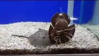 Horseshoe Crab